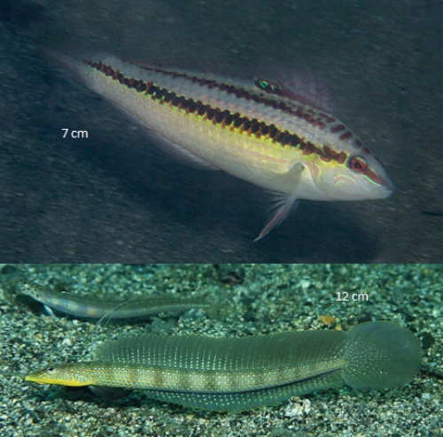 Un pez del género Halichoeres, arriba; y un pez de arena del género Trichonotus. Imágenes cortesía de Conservación Internacional-Indonesia