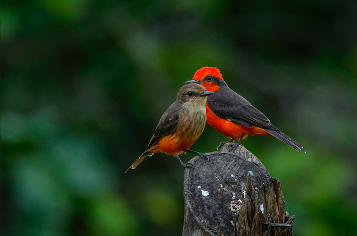Aunque no es endémico, el mosquero cardenal (Pyrocephalus rubinus) es una de las aves que transita la zona. En la foto se observa el ejemplar macho, con el pecho rojo, y la hembra con pecho marrón. Crédito: Luis Herrera / Archivo NCI