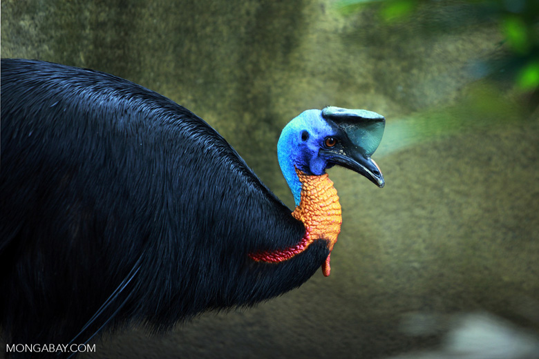 El casuario unicarunculado o de Salavati (Casuarius unappendiculatus) habita el norte de Nueva Guinea. Estas aves alcanzan 1.80 metros de altura y la hembra suele ser más grande, con 58 kilos de peso, hasta 19 más que el macho. Su estado de conservación es “Preocupación menor”. Foto: Rhett A. Butler