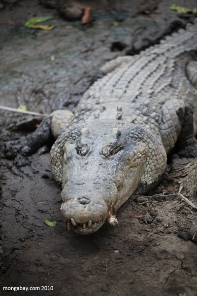 El cocodrilo de agua salada (Crocodylus porosus) es el reptil de mayor tamaño en el mundo: alcanzan en promedio los 7 metros de longitud y los 1500 kilos, aunque se habla de un especimen aún mayor en la India. Habita en Nueva Guinea, Australia y el Sudeste Asiático. Su estado de conservación es “Preocupación menor”. Foto: Rhett A. Butler