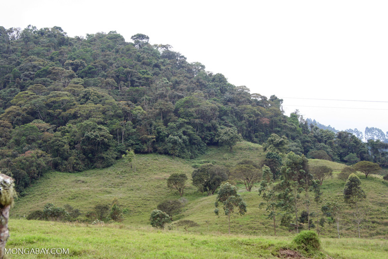 Un fragmento de bosque en el Santuario Otún Quimbaya, en el flanco occidental de la Cordillera Central, en el departamento de Risaralda. Foto: Rhett A. Butler