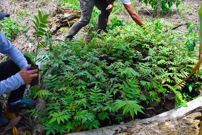 La Cooperativa Agraria Cacaotera (Acopagro) también es parte de la reforestación de árboles en las zonas de amortiguamiento tanto del Parque Nacional Río Abiseo como de su concesión para la conservación. Los plantones más comunes son de las especies bolaina y shihuahuaco. Crédito: Acopagro.