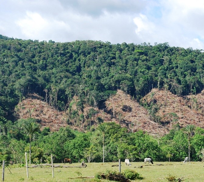 La praderización y la gandería extensiva son dos de las principales causas de la deforestación. Foto: Ministerio de Ambiente de Colombia.