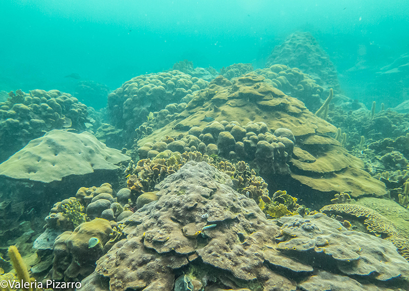 La supervivencia de los corales de Varadero sigue siendo un misterio para los científicos. Foto: Valeria Pizarro