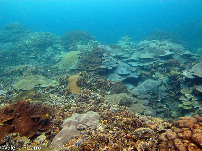 Varadero es como un jardín escondido con más de 62 especies de corales. Foto: Valeria Pizarro.