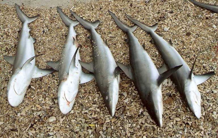 Tiburones capturados en el Parque Nacional Los Roques. A veces la carne de delfín se utiliza como cebo para pescar los tiburones. Foto de Rafael Tavares.