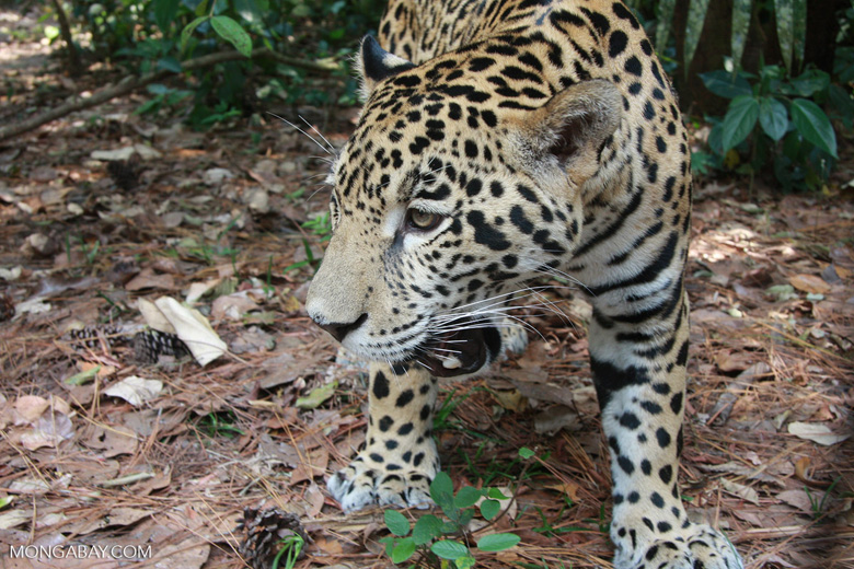 El hábitat del jaguar se ve afectado por el crecimiento de las plantaciones de palma aceitera. Foto: Mongabay