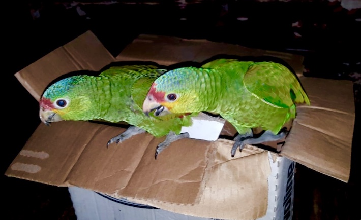 Loros hallados camuflados dentro de cajas de cartón que fueron incautados por las fuerzas del orden guatemaltecas. Foto: Cortesía Fiscalía Ambiental de Guatemala.