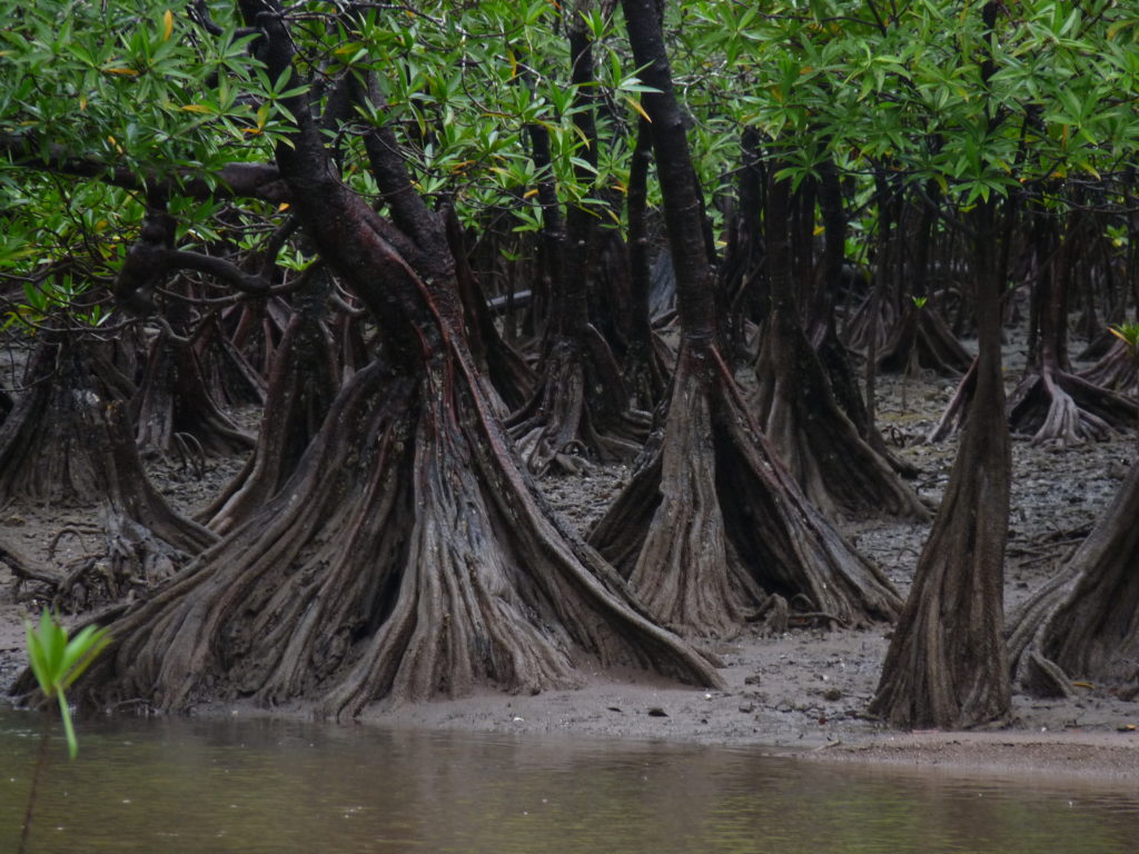 Los ecosistemas de manglar en Colombia se ven muy afectados por la contaminación que los ríos arrojan en el mar. Foto: Juan Manuel Díaz.