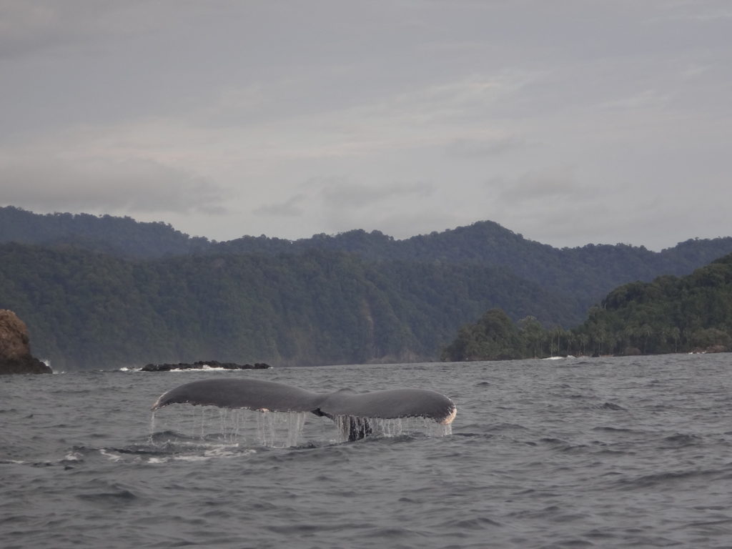Avistamiento de ballenas en el departamento de Chocó, en el Pacífico colombiano. Foto: Mar Viva.
