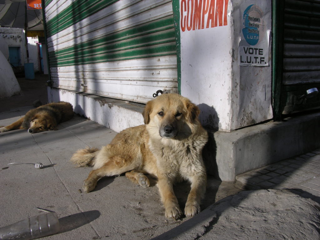 Hay competencia incluso por basura en el Trans-Himalaya. Los perros salvajes suelen hurgar en los mismos basureros que los zorros rojos, lo que provoca conflictos entre las dos especies. Los perros que son más grandes y se mueven en manadas pueden causar daños graves a los zorros rojos más pequeños y solitarios. Foto de htsh_kkch a través de Flickr (CC BY-NC-ND 2.0)