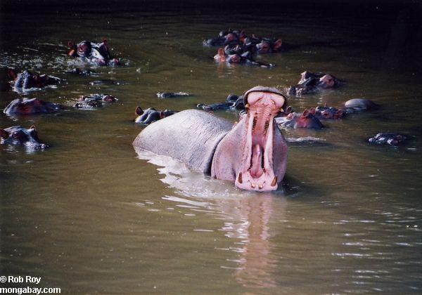 No son solo los hipopótamos los que dan forma al ecosistema del río Mara de manera sorprendente. Foto: Rob Roy