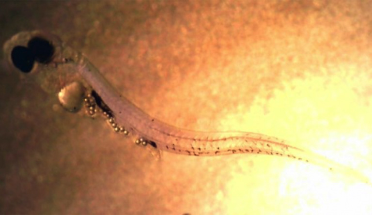 Partículas de microplásticos dentro de larvas de perca. Imagen de Oona M. Lönnstedt a través de Wikimedia Commons (CC BY-SA 3.0).