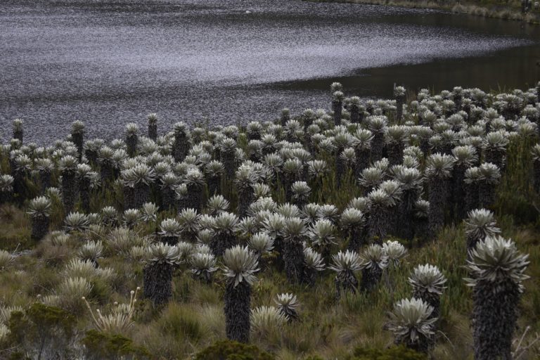 El frailejón es una especie típica de los ecosistemas de páramo. Foto: Gobernación de Boyacá.
