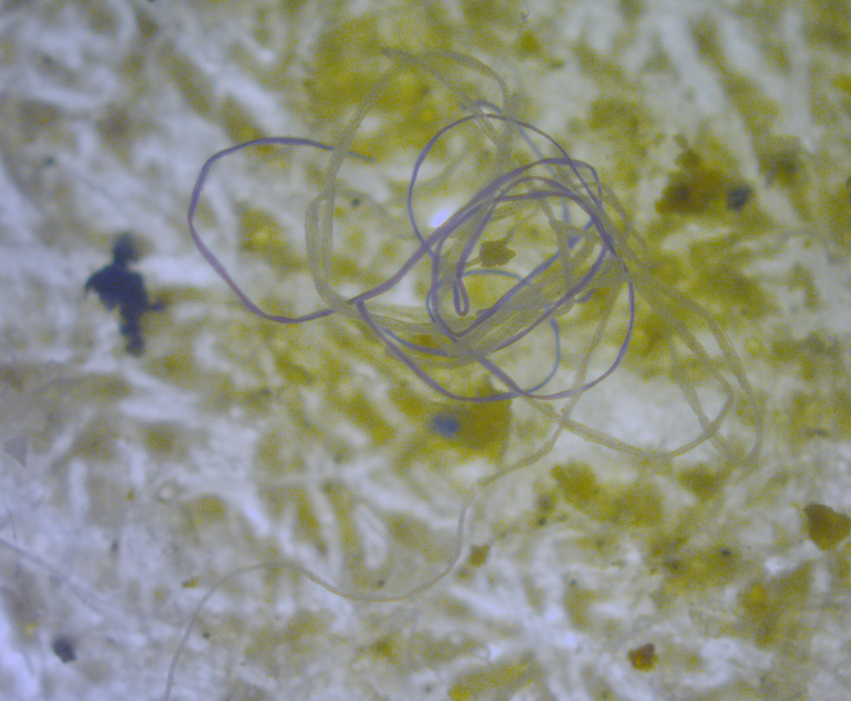 Microfibras de plástico bajo un microscopio. Imagen de M.Danny25 a través de Wikimedia Commons (CC BY-SA 4.0).