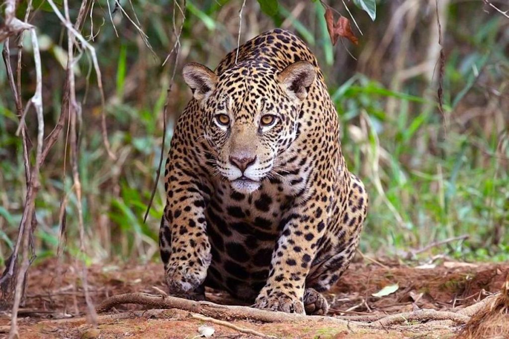 Perú: mafias arremeten contra la población de jaguares en ...