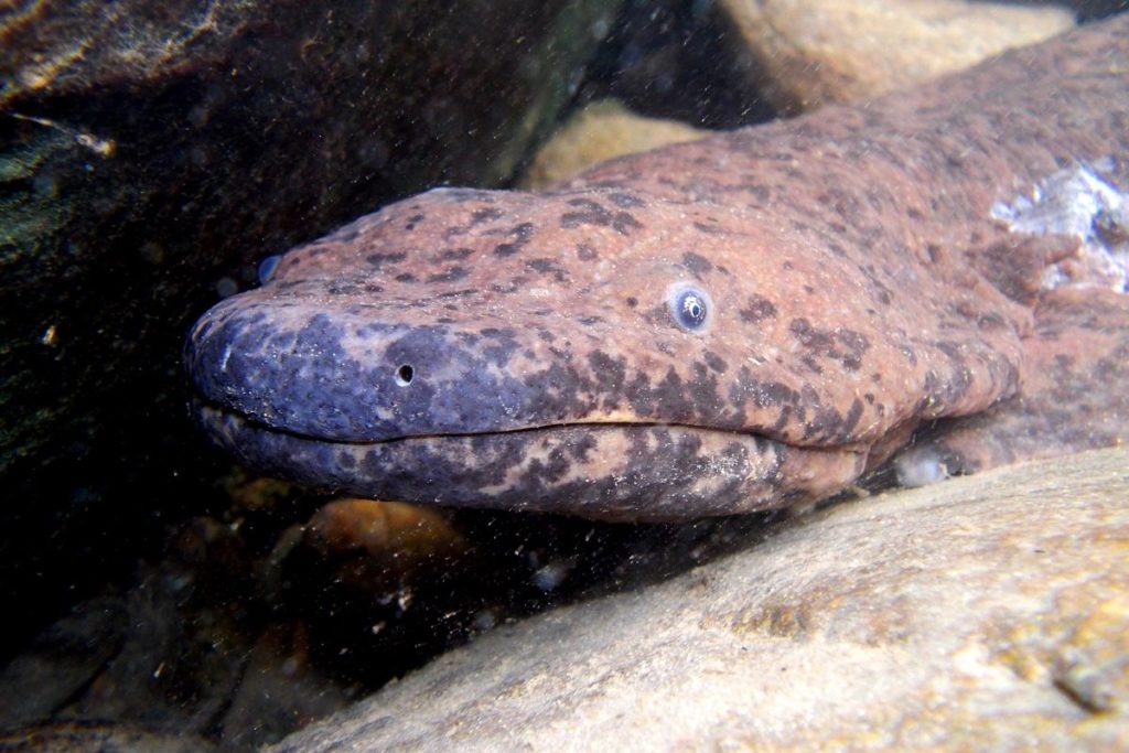 Una salamandra gigante china salvaje. Imagen de Ben Tapley