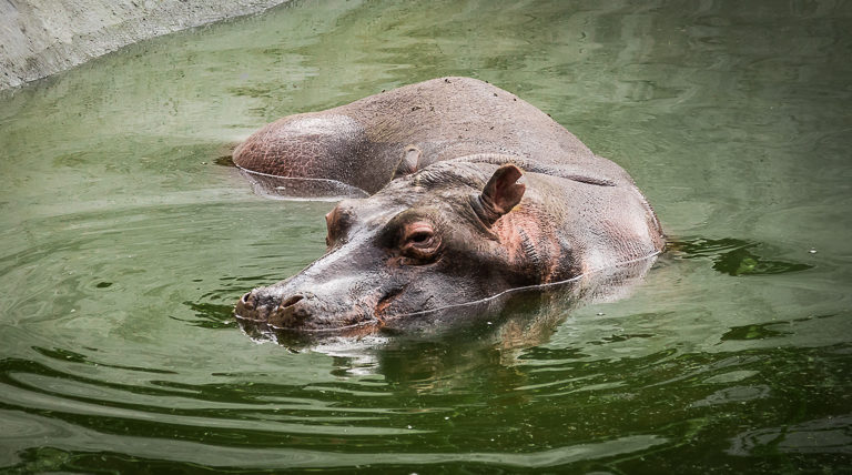 Los hipopótamos pasan la mayor parte del tiempo en el agua y pueden sumergirse hasta cinco minutos sin necesidad de respirar. Foto: Fundación Zoológico Santa Cruz.