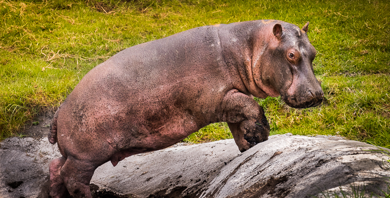 Los hipopótamos no cuentan con depredadores en Colombia y se han apoderado de los hábitats de manatíes y nutrias. La actividad pesquera en el río Magdalena está en riesgo y hay preocupación pues sus heces contaminan las aguas y son fuente de degradación y erosión. oto: Fundación Zoológico Santa Cruz.