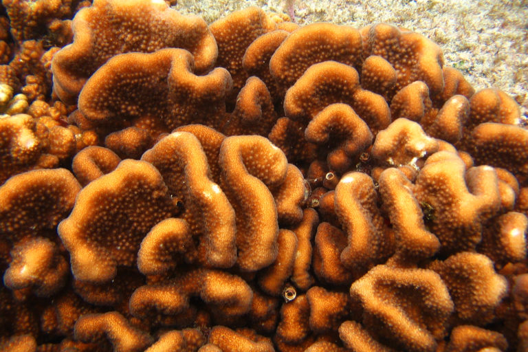 Corales del Pacífico Americano. Foto: David Paz García.