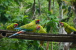 Release-Great-Green-Macaws-Fundacion-Jambeli-Rafaela-Orrantia-13-768x512