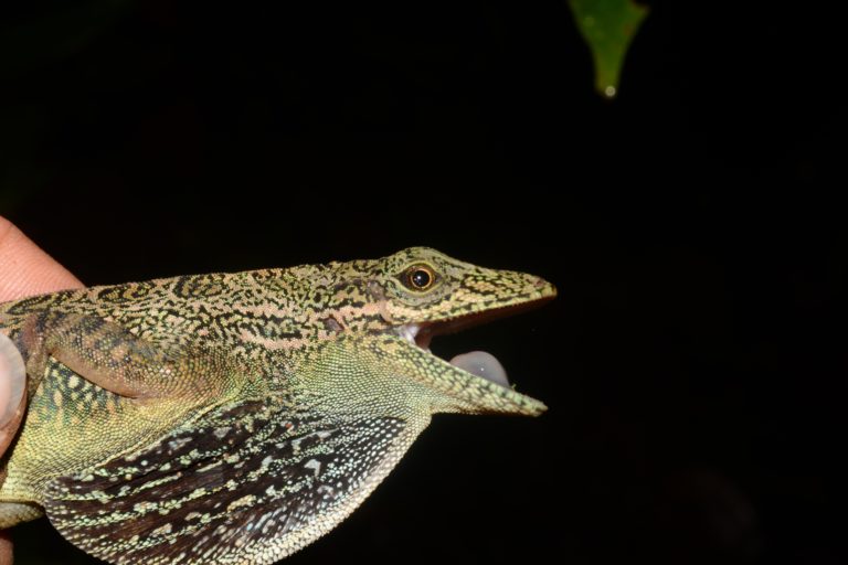 Aunque Anolis dracula y Anolis aequatorialis son lagartijas muy similares a simple vista, poseen bastantes diferencias morfológicas. Foto: Mario Yañez.