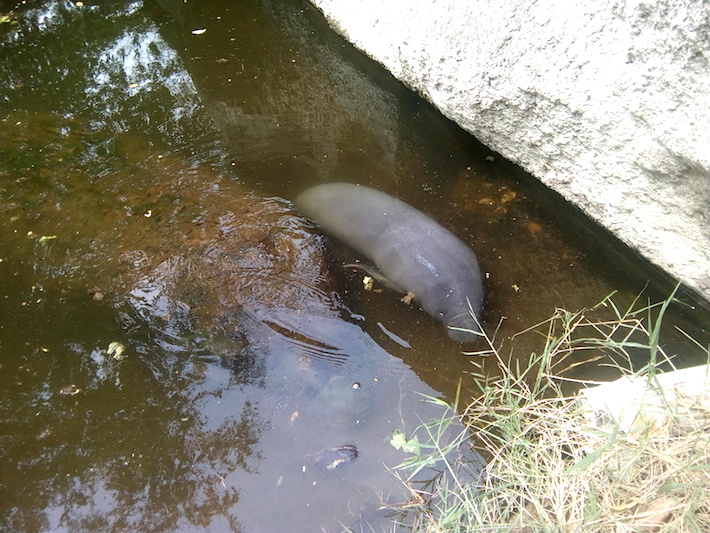 Cría de manatí en su estanque en el Zoológico de Bararida. Foto: Carlos Silva.