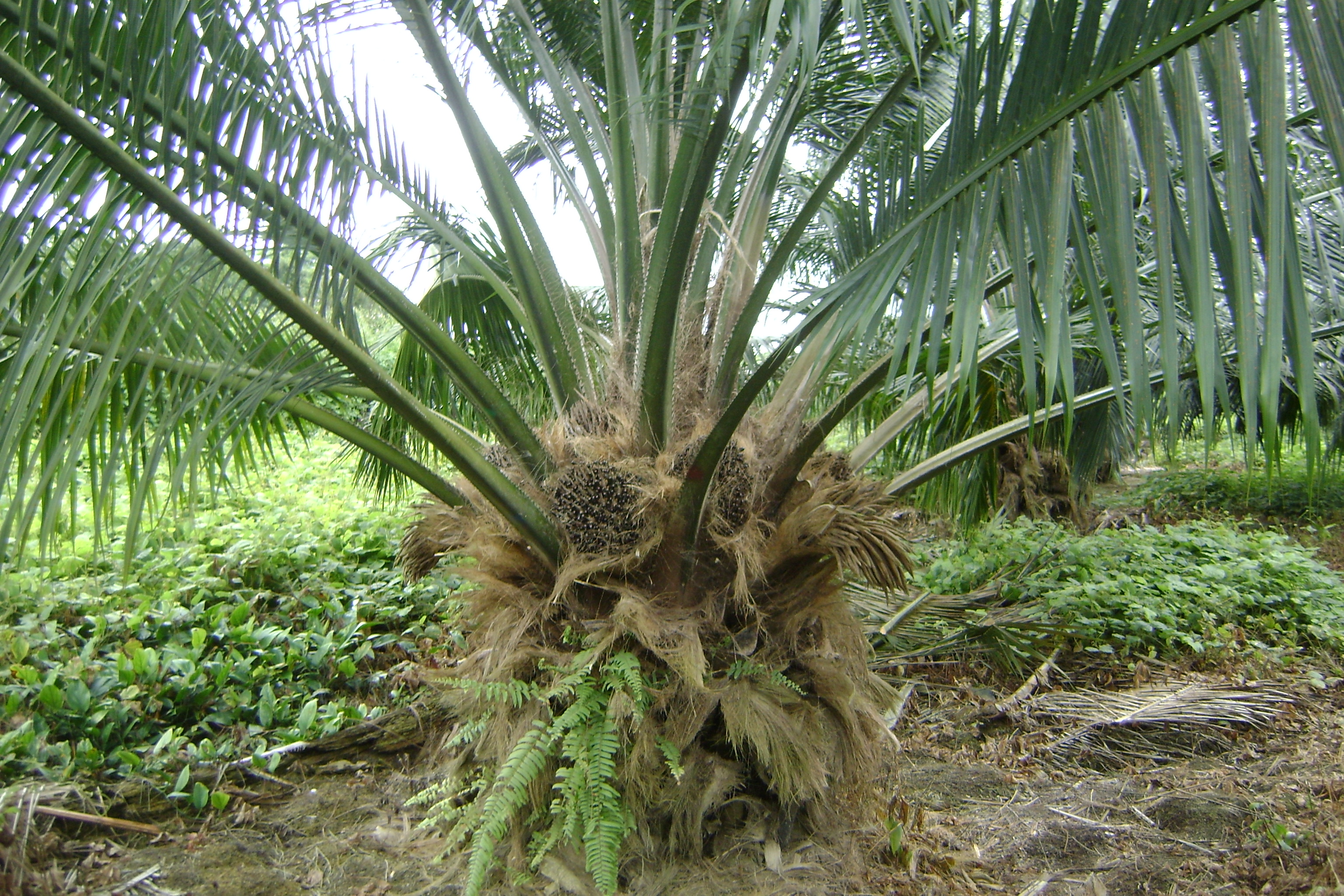 Слоновая пальма фото