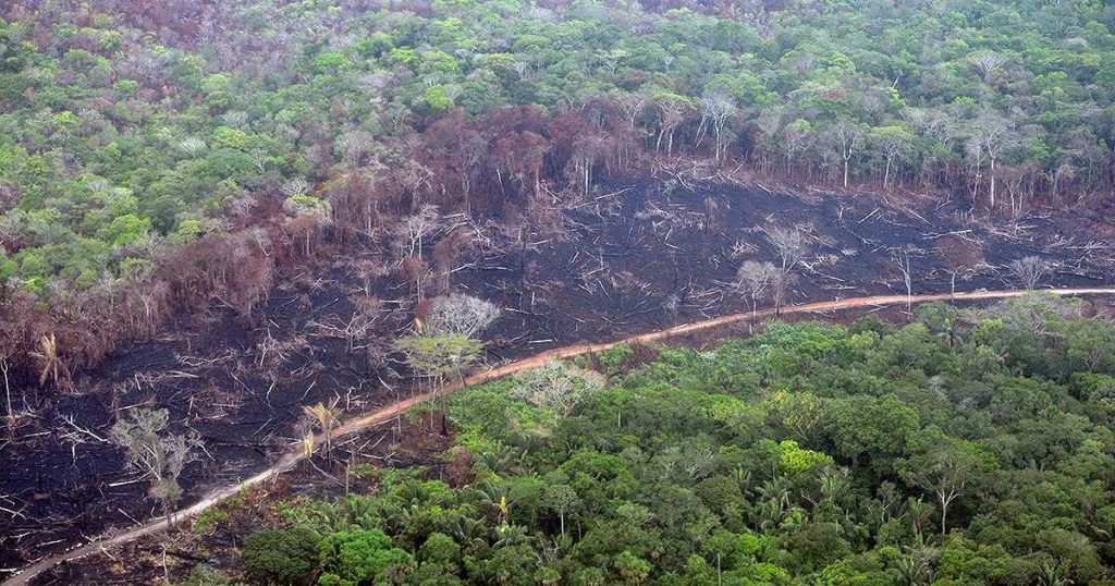 Deforestación en el departamento del Guaviare. Foto:Fundación para la Conservación y el Desarrollo Sostenible (FCDS).