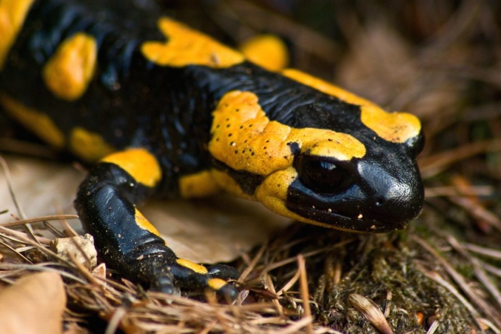 Una salamandra común (Salamandra salamandra). Fotografía de Christian Jansky mediante Wikimedia Commons (CC BY-SA 1.0)