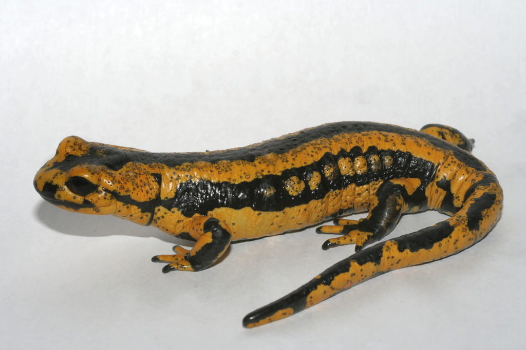 Una salamandra común (Salamandra salamandra) cubierta de pequeñas ulceraciones mortales del Bsal. Los científicos creen que el agente patógeno casi ha arrasado con la salamandra común en los Holanda. Fotografía de F. Pasmans.