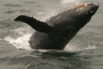 humpback_whales_325b
