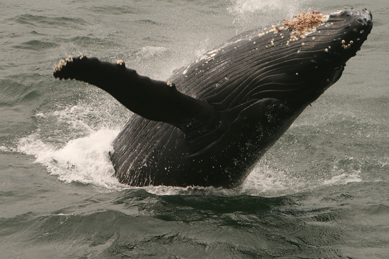 Una ballena jorobada. Imagen de Rhett A. Butler/Mongabay.