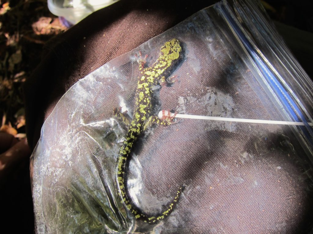 Se toma una muestra de una salamandra verde en busca del Bsal. El proceso es poco invasivo y los sujetos, generalmente, son puestos en libertad sin ningún daño. Fotografía cortesía de la Comisión de Recursos de la Fauna Silvestre de Carolina del Norte.