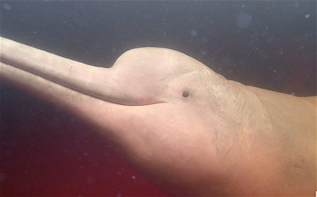 Estudios han determinado que las poblaciones de delfines se están reduciendo de manera drástica. Foto: Fernando Trujillo.