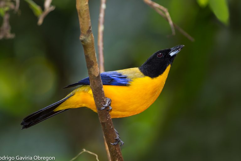 En Colombia, el turismo para la observación de aves está en aumento. Foto: Rodrigo Gaviria Obregón.