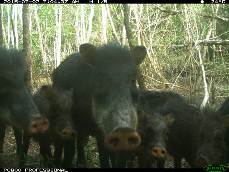 Una cámara trampa capta la imagen de un grupo de pecaríes barbiblancos. Imagen cortesía de WCS.