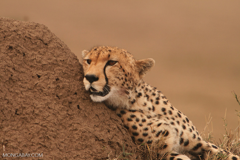 Un guepardo descansa en Kenia. Este felino se encuentra en estado Vulnerable. Foto: Rhett A. Butler / Mongabay