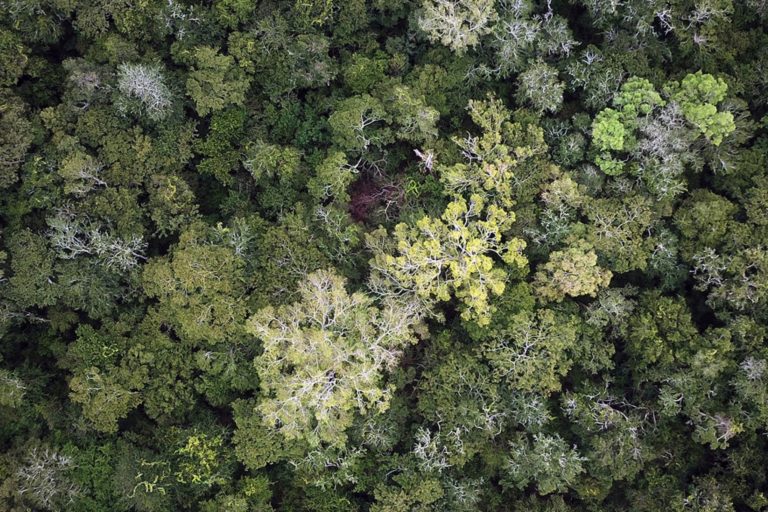 Vista aérea del bosque subtropical en el Amazonía boliviana. Foto de Rhett A. Butler para Mongabay