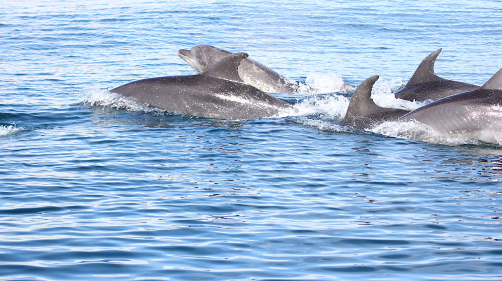 Un grupo de delfines comunes de hocico largo (Delphinus capensis) nadan cerca a la embarcación. Foto: Pacífico Adventures.