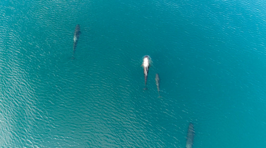 Cuatro ballenas piloto de aleta corta (Globicephala macrorhynchus) registradas desde lo alto. Foto: Pacífico Adventures.