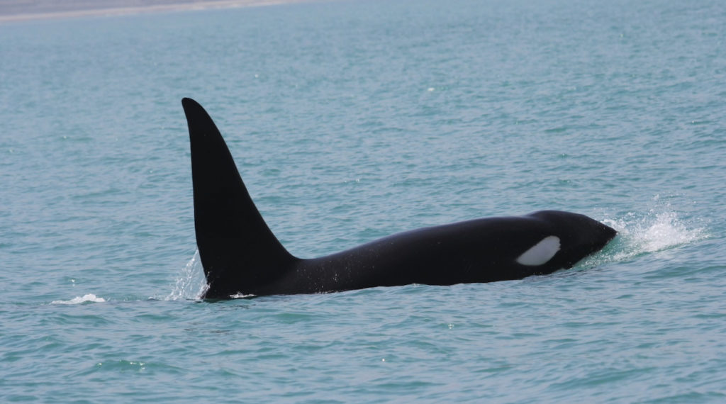 La imponente orca asesina (Orcinus orca) surca las aguas de la costa norte peruana. Foto: Pacífico Adventures.