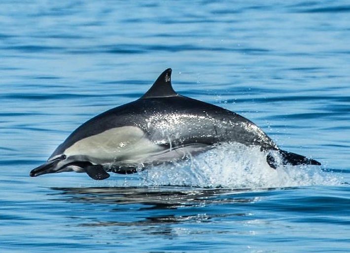 Delfín común de hocico corto (Delphinus delphis). Foto: Pacífico Adventures.