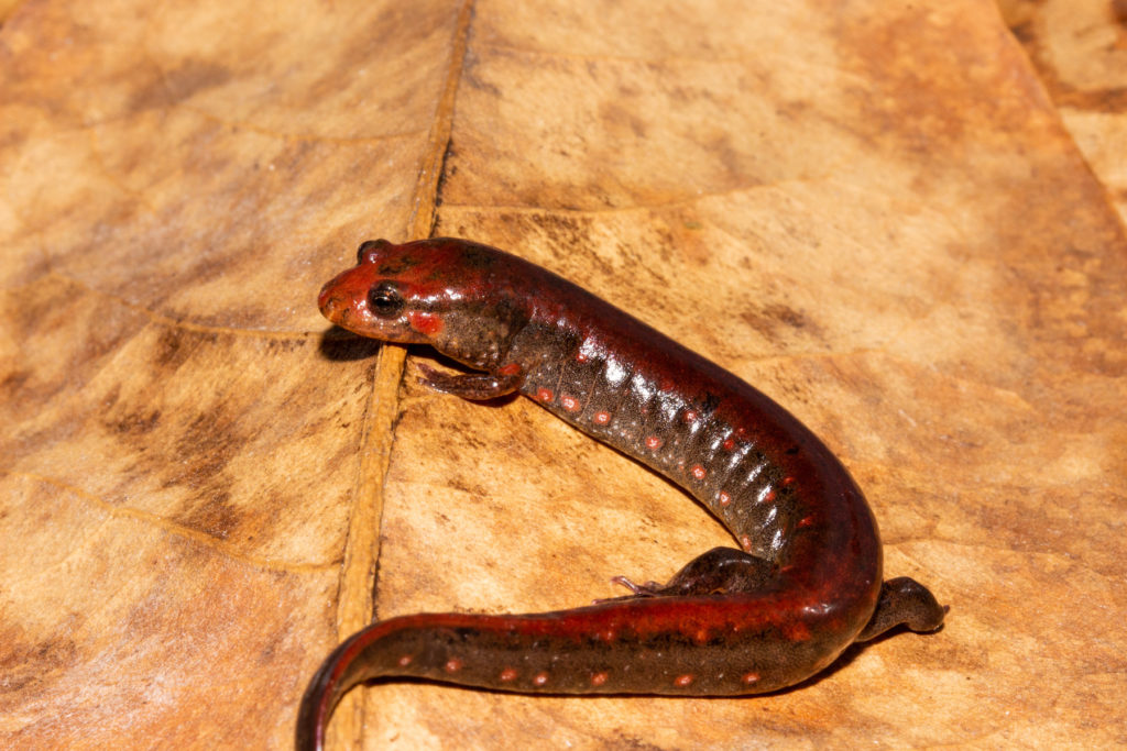 Las salamandras pardas del sur tienen puntos a lo largo de sus costados y una tendencia hacia el rápido serpenteo. Imagen cortesía de Chace Holzheuser.