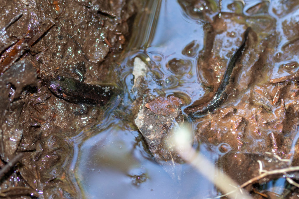 Una salamandra parda del sur holgazanea en unas hojas en descomposición y barro. Imagen cortesía de Chace Holzheuser.