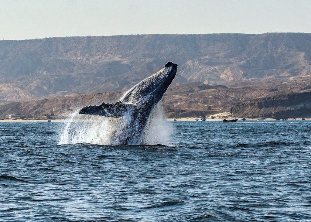 Una ballena jorobada (Megaptera novaeangliae) se eleva sobre el mar de Los Órganos. Foto: Pacífico Adventures.