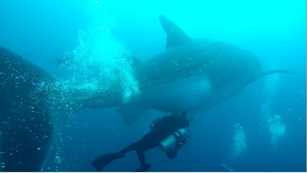 Es posible que las costas del Perú y de Ecuador sean zonas de nacimiento de tiburones ballena. Foto: Reserva Marina Galápagos