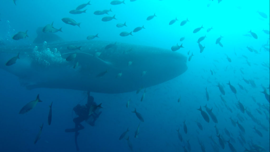 El tiburón ballena es una especie que está en peligro a nivel mundial. Más de 75 % de su población se ha visto reducida. Foto: Reserva Marina Galápagos