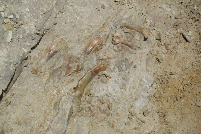 Foto de una serie de huesos de las extremidades del Peregocetus, todavía parcialmente enterrados. Foto: G. Bianucci.