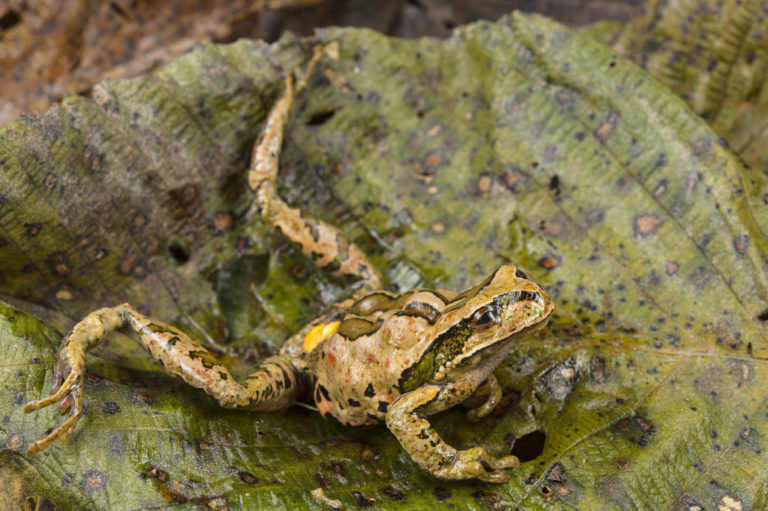 Una rana de la especie Gastrotheca excubitor en los Andes sufre un paro cardiaco debido a la presencia del hongo en su organismo. Foto: Alessandro Catenazzi.